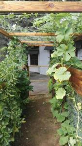 Urban Gardens