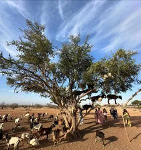 Goats on Argan Trees Experience in Agadir - Timlatine