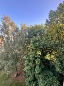 One bedroom apartments in central Joniškis