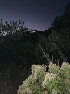 El rey de la montaña