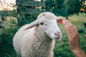Ferienwohnung Hof Zürnen