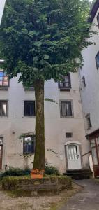 Lovely Old City-Center Apartment