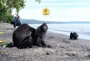 Tangkoko Holiday - Bitung