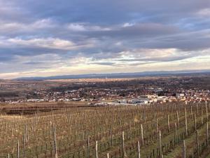 Ferienwohnung Langenlois