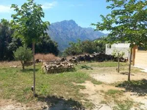 maison de vacances olmi cappella Corse - Moltifao