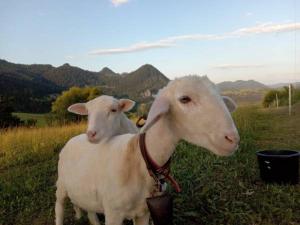 Agroturystyka Pod Zamczyskiem