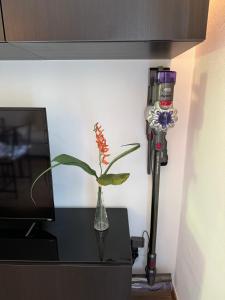 Serena Charme Green Holiday