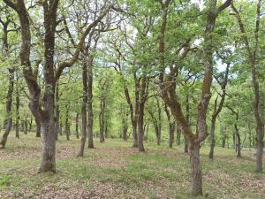 Maison sur le causse du Quercy Lot 46