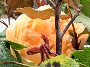 Pretty 2 bed garden apartment zone 2