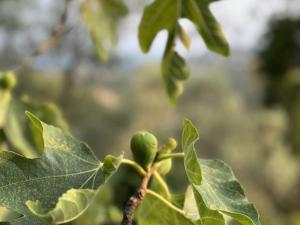 Villa moderne 6 CH pour 12 avec piscine privée, clim et parking aux Issambres - FR-1-768-24