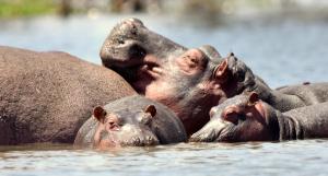 Best Camping Tours Campsite