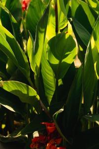 Nas Mar & Twins - Aristea