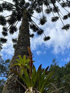 Campos do Jordão Chalés