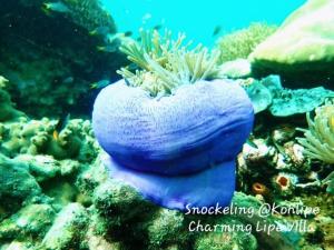 Charming Lipe Beach Resort