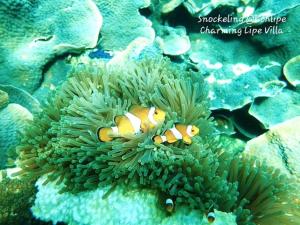 Charming Lipe Beach Resort