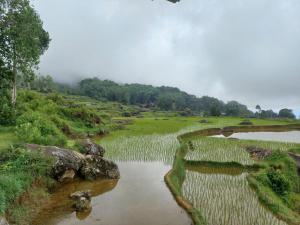 Tongkonan KALE Landorundun
