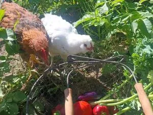 Holiday home NYKVARN VI - Gnesta