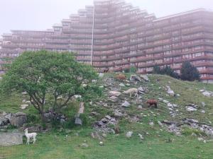 Le petit studio du Tourmalet pied des pistes - La Mongie