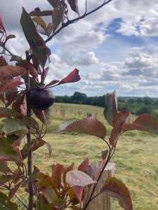 Le gîte du Domaine de la Fresnée