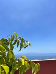 Narancsvirág - El Jaral