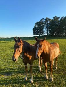 Stand-up tent and Sauna, farm experience BB