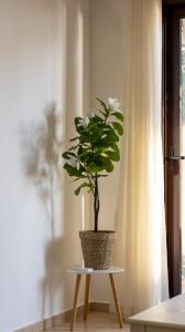 Sveti Luka private beach