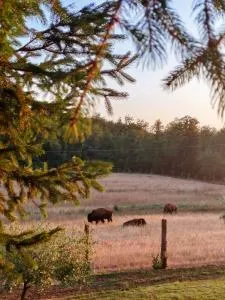 Terra dei Bisonti - Panicale