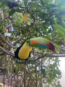 Santa Lova Eco-hostel Isla Tintipan