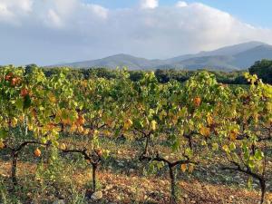 Maisons de vacances Argeles Maison de Caractere : photos des chambres