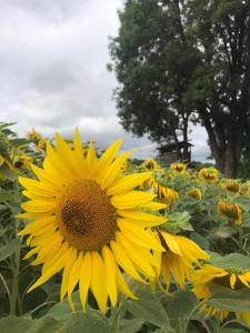 Tentes de luxe L-ecolodge des champs : photos des chambres