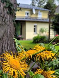 Gościniec Pod Bukiem