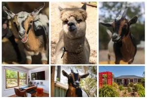 Blue Mountains Urban Farm Stay near Sydney - Hazelbrook