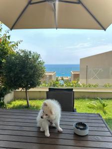 Pacific 2 Bedroom Villa Palase