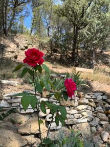Sejours chez l'habitant Logement independant Au Bonheur cuisine piscine clim proche centre village #dentelles Montmirrail : photos des chambres