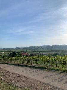 Residenza Viti del Durello Locazione turistica