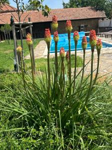 Chez le Colonel Pool House