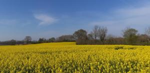 Ferienhaus Diedrichsen