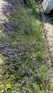 Pensjonat Eden Apartament 8