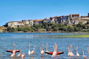 Maisons de vacances Maison Bages d-Aude proche etang : photos des chambres