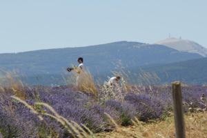B&B / Chambres d'hotes Chateau de la Gabelle Ferrassieres : photos des chambres