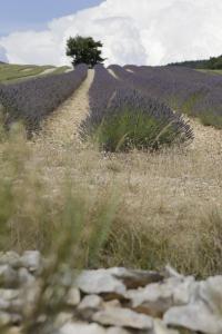 B&B / Chambres d'hotes Chateau de la Gabelle Ferrassieres : photos des chambres