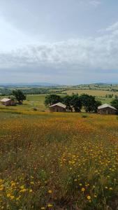 Glamping Podere Angiotto LODGE LAVANDA