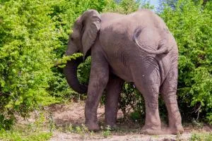 Green park safari and fishing lodge is a reowned camping for tiger fishing and other activities and also we provide like accommondation, fishing, game drive etc - Chirundu