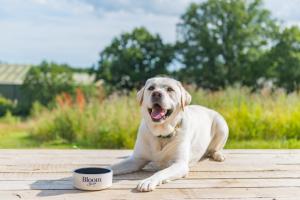 Goldings by Bloom Stays