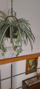 Emy House