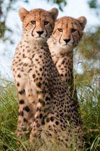 Rhino Post Safari Lodge