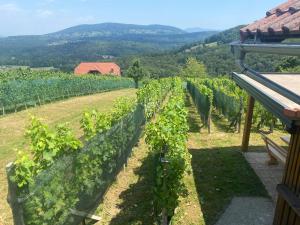 Vineyard Cottage Rigelj