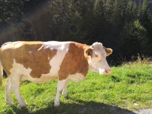 Berghaus Glockner, Niedermeyer