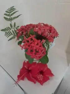 New Mavida Lodge - Levuka