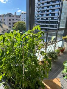 ONS 2024, sentrum Stavanger